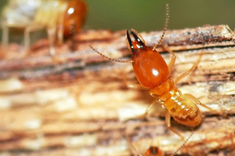 Termite Control